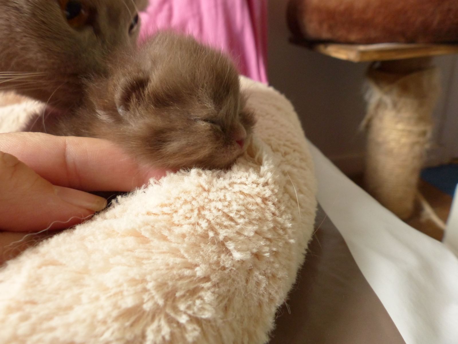 chaton femelle chocolat smoke