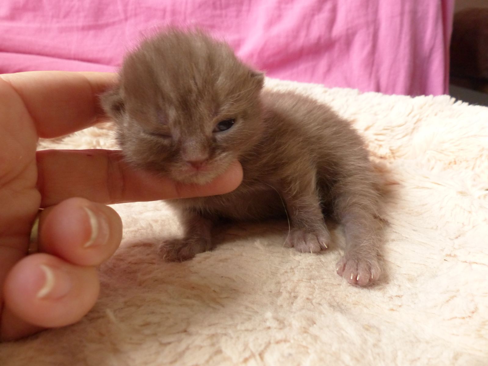 chaton male chocolat smoke poils courts
