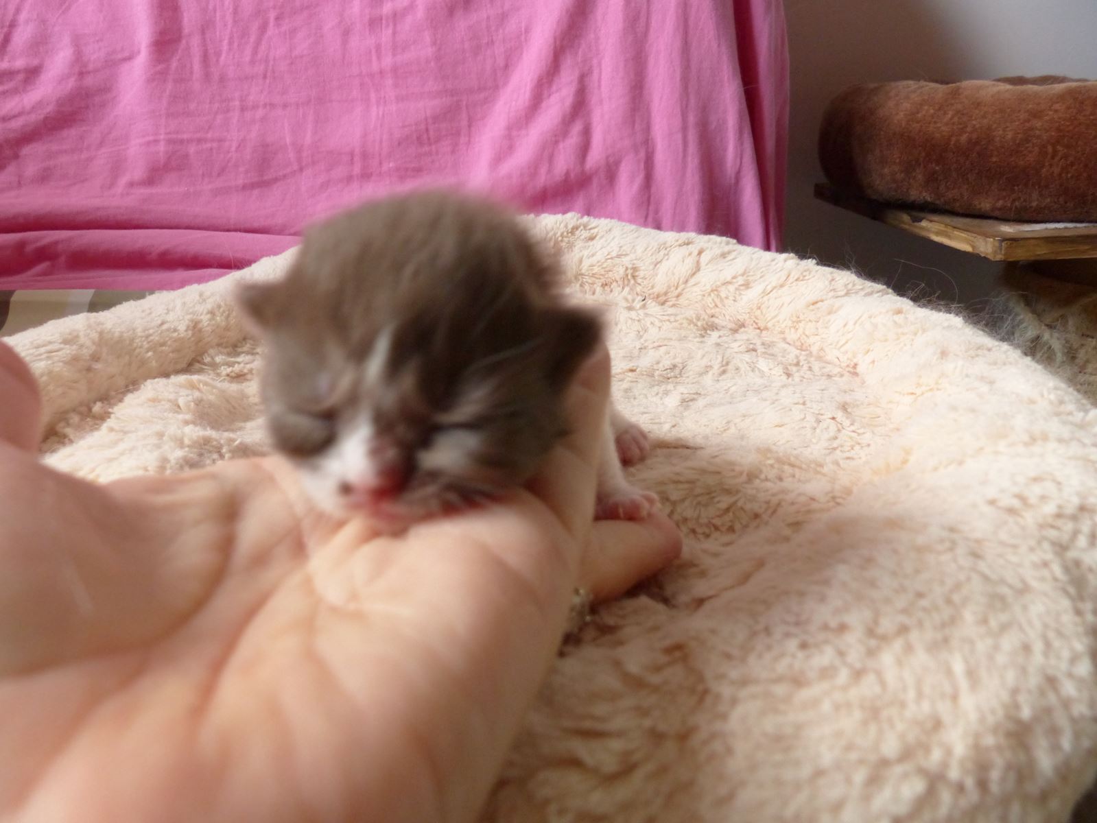 chaton chocolat et blanc poils longs