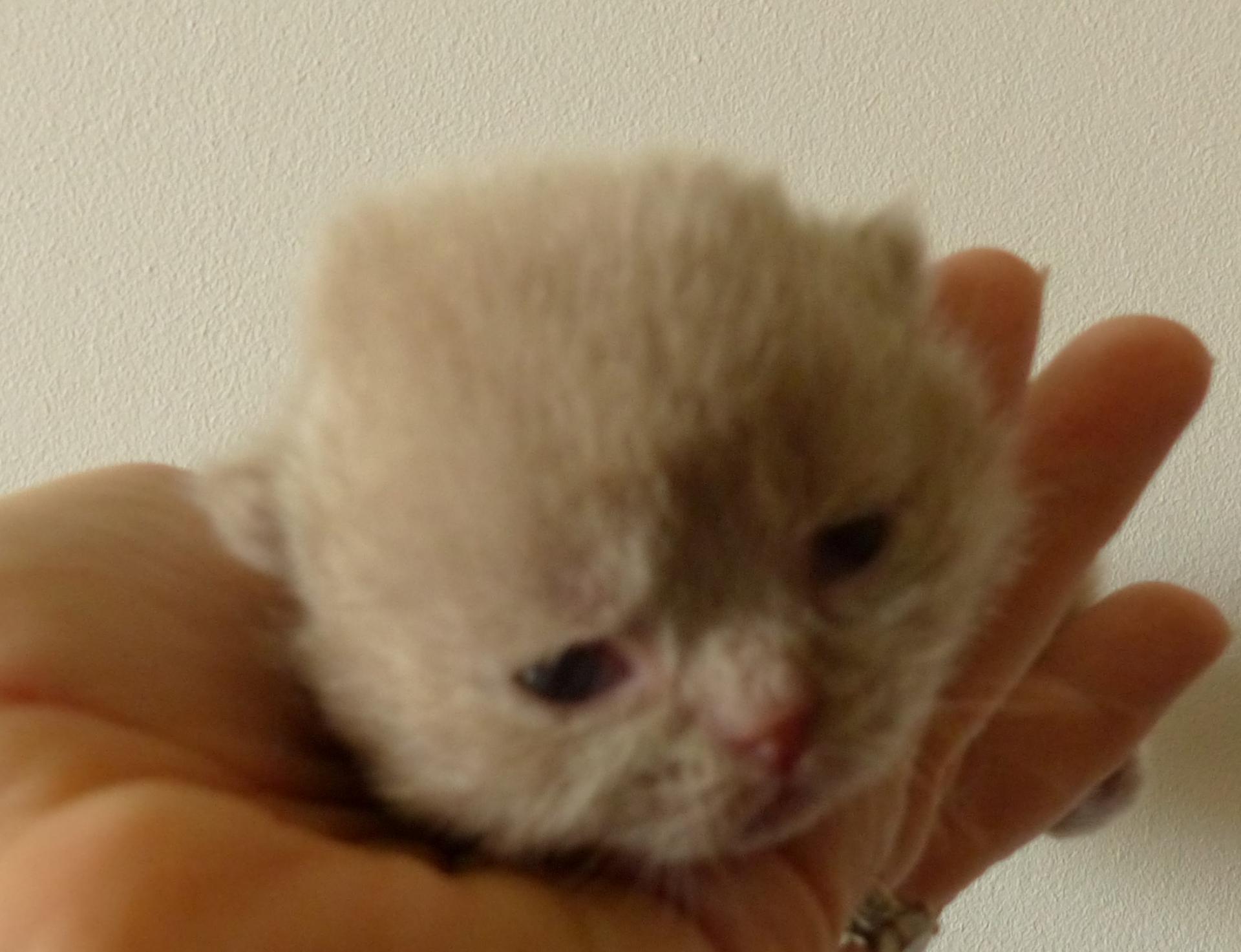 1 mâle fawn shorthair