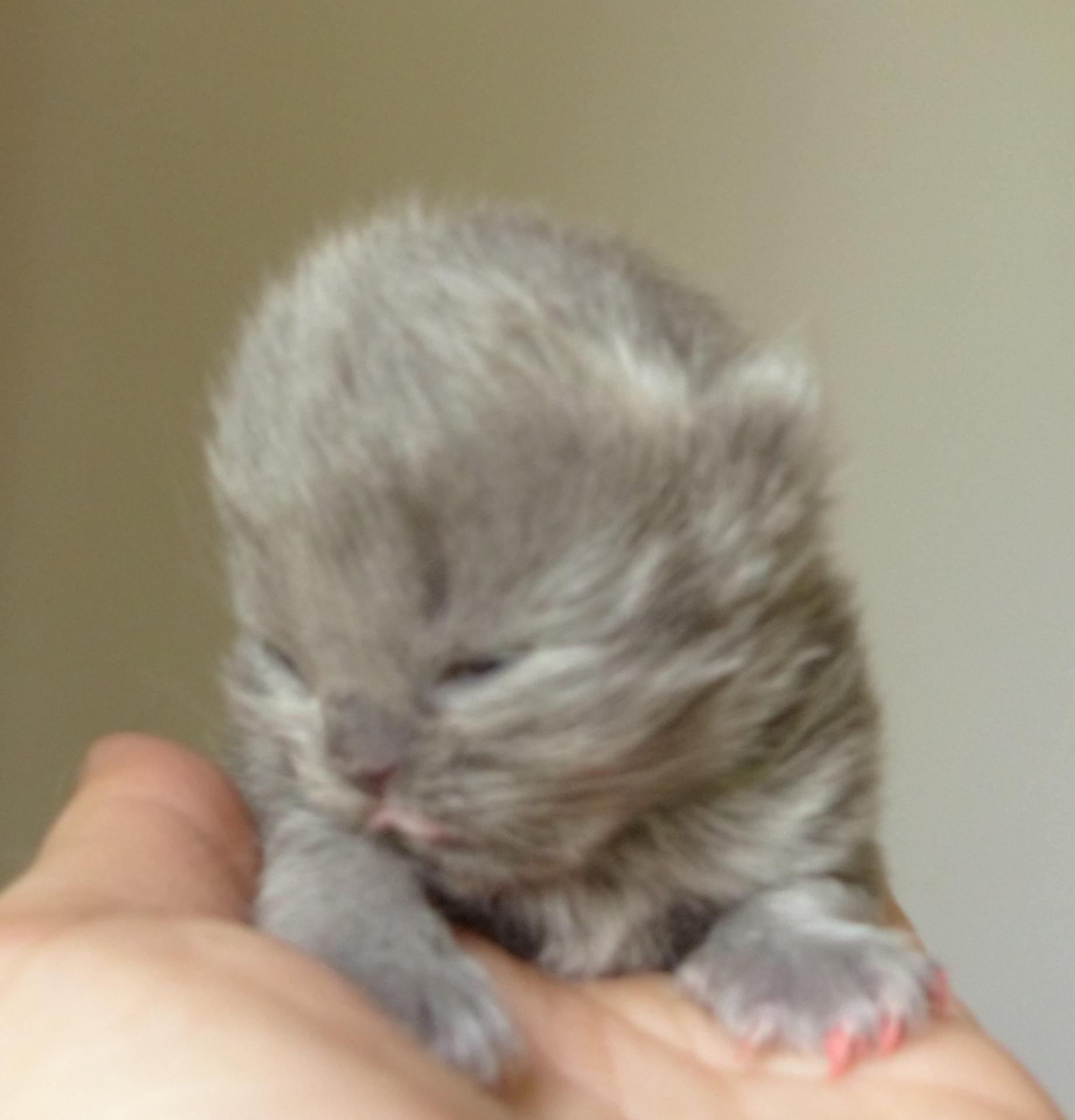 2 mâle longhair bleu