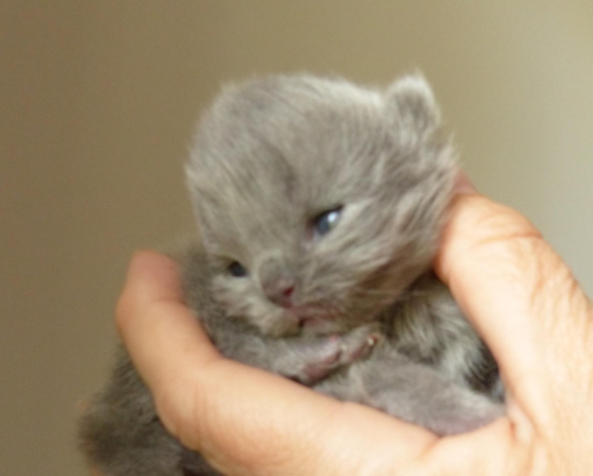 2 mâle longhair bleu