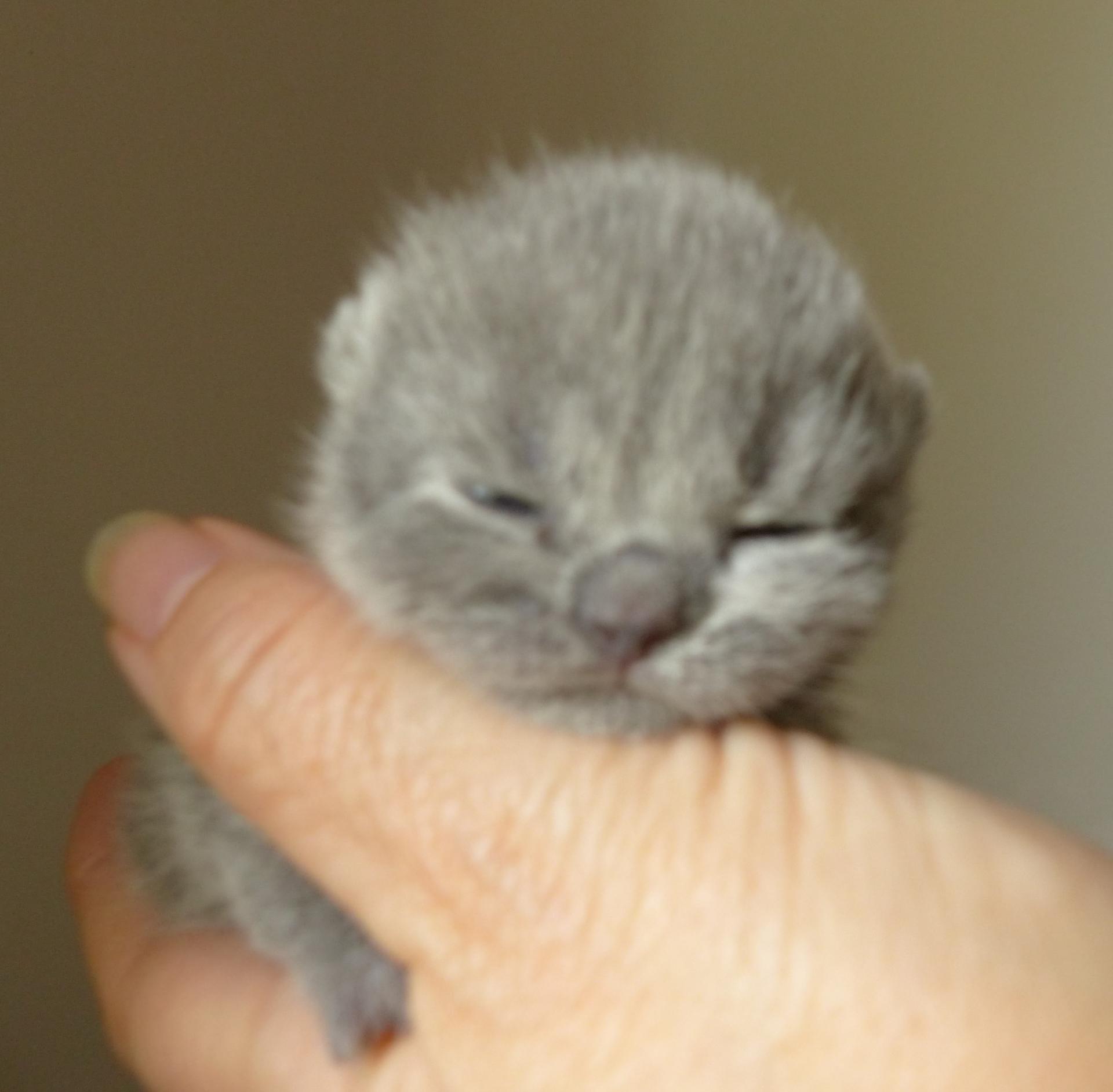 3 mâle shorthair bleu