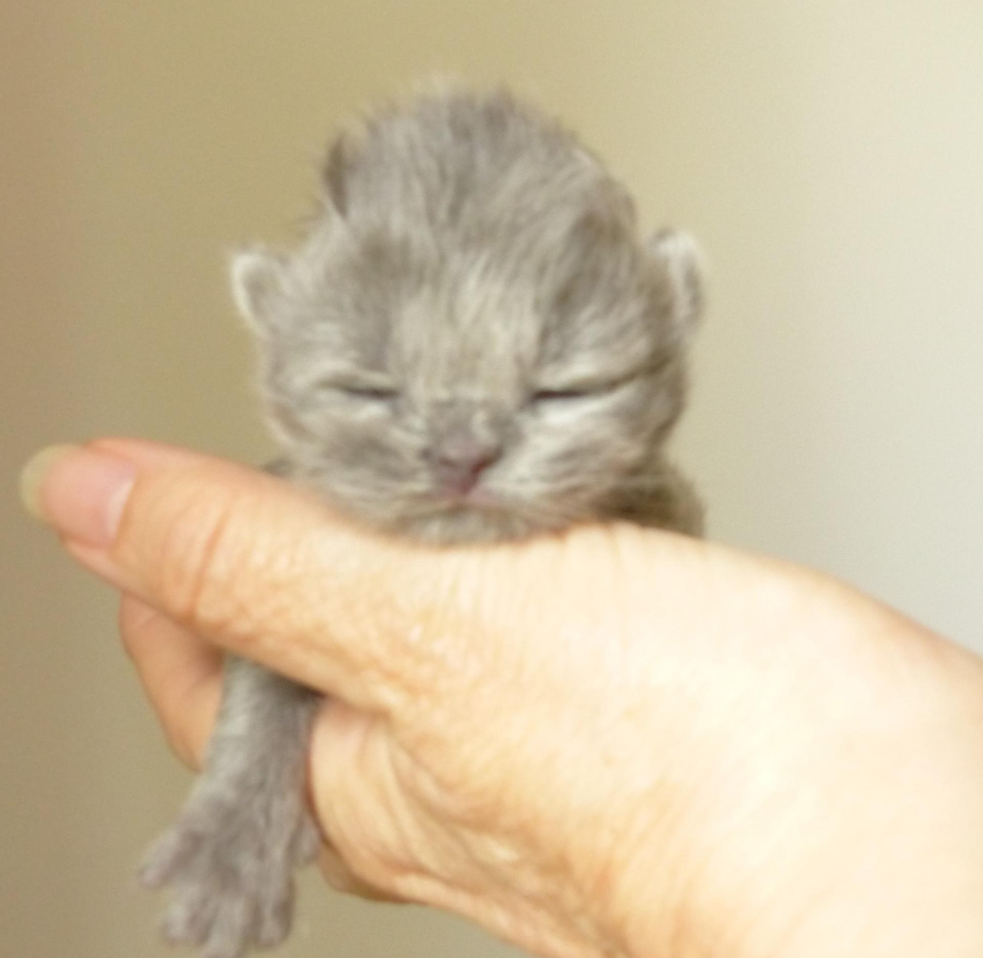 5 mâle longhair bleu