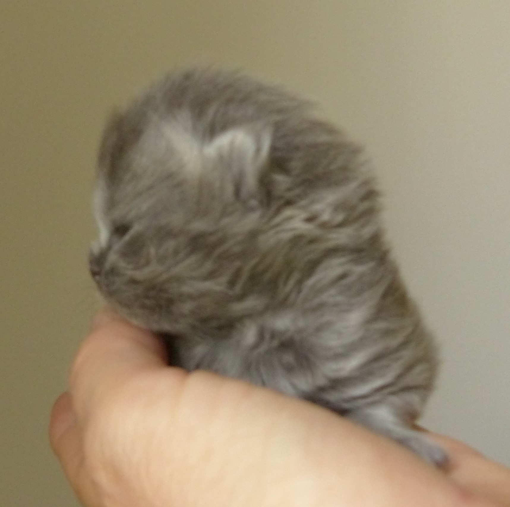 5 mâle longhair bleu