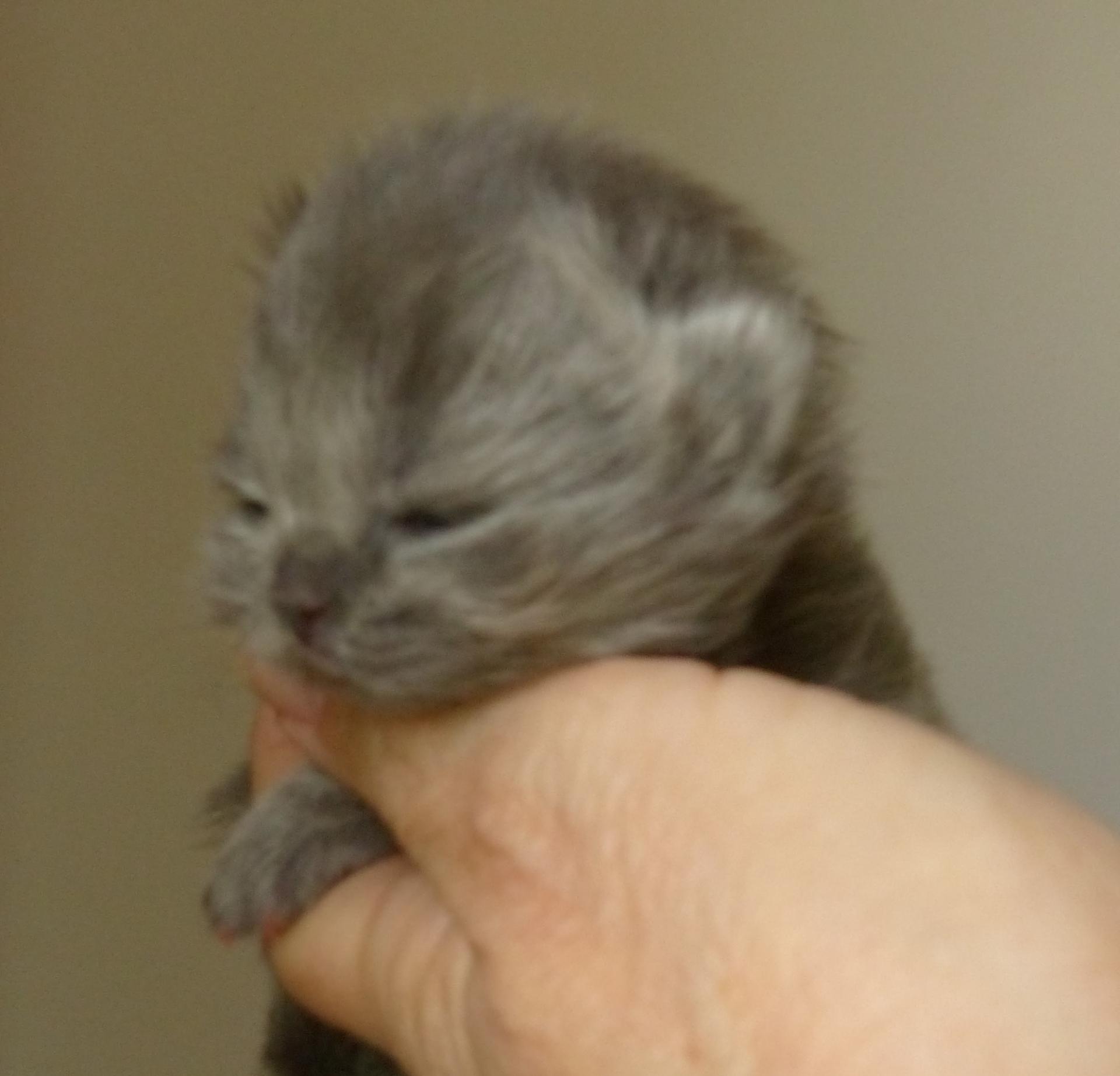5 mâle longhair bleu