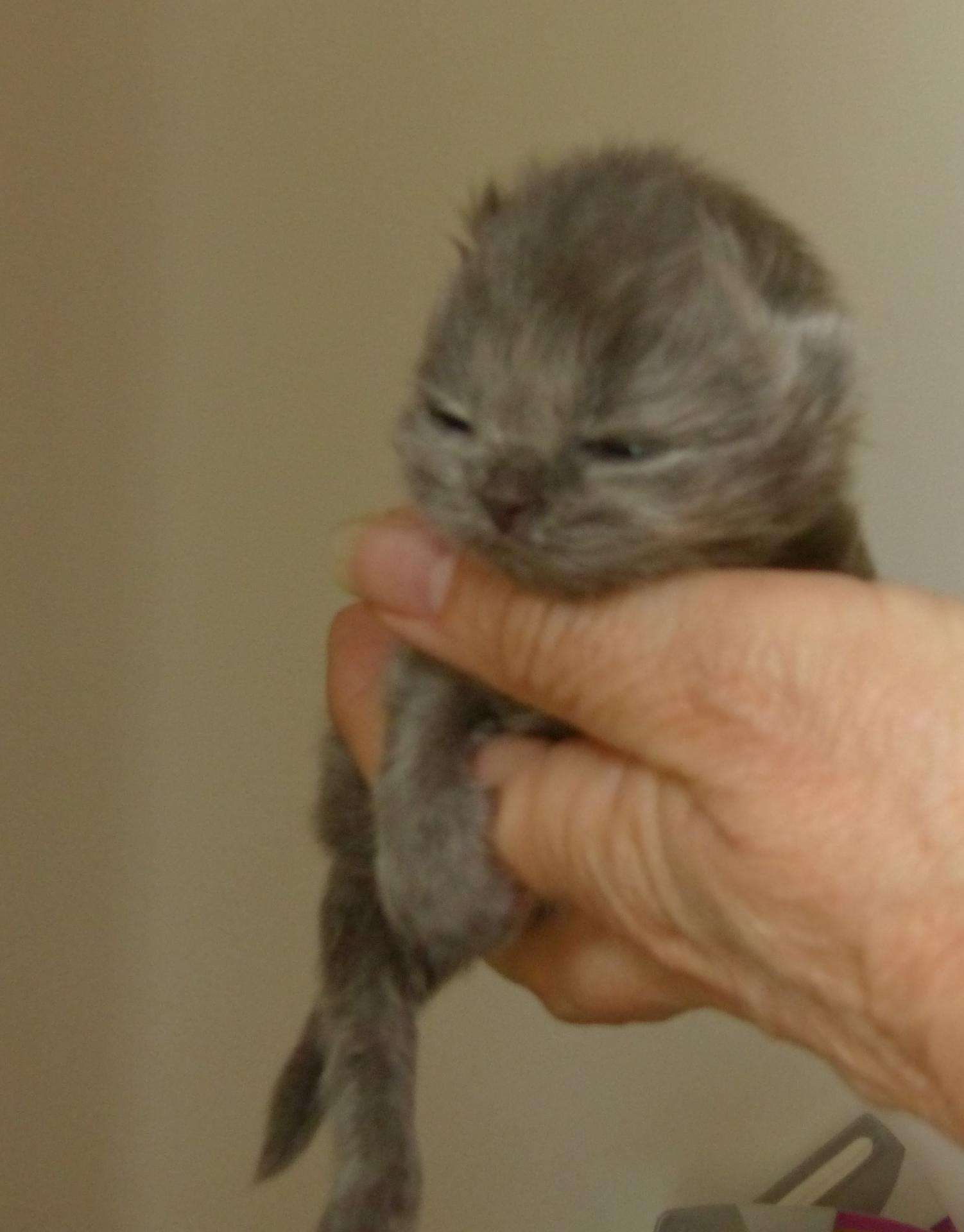 5 mâle longhair bleu