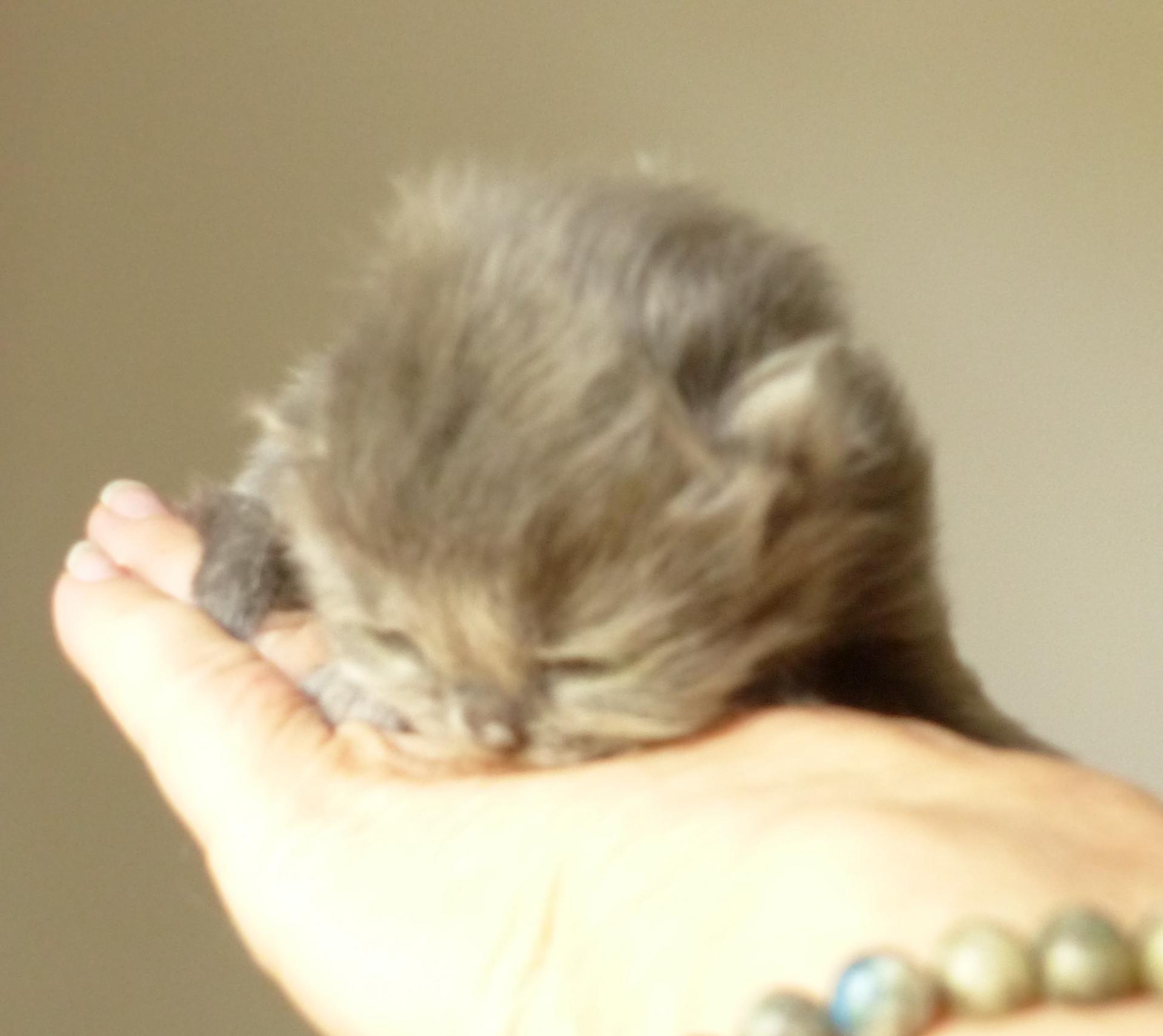 5 mâle longhair bleu