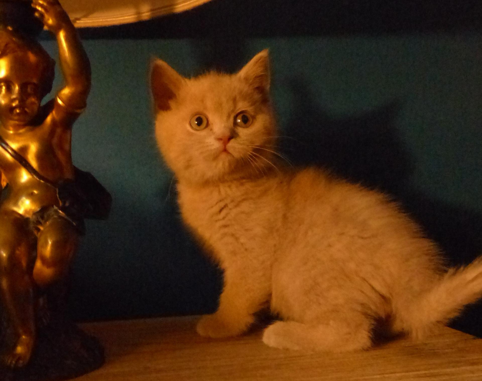 Shiro