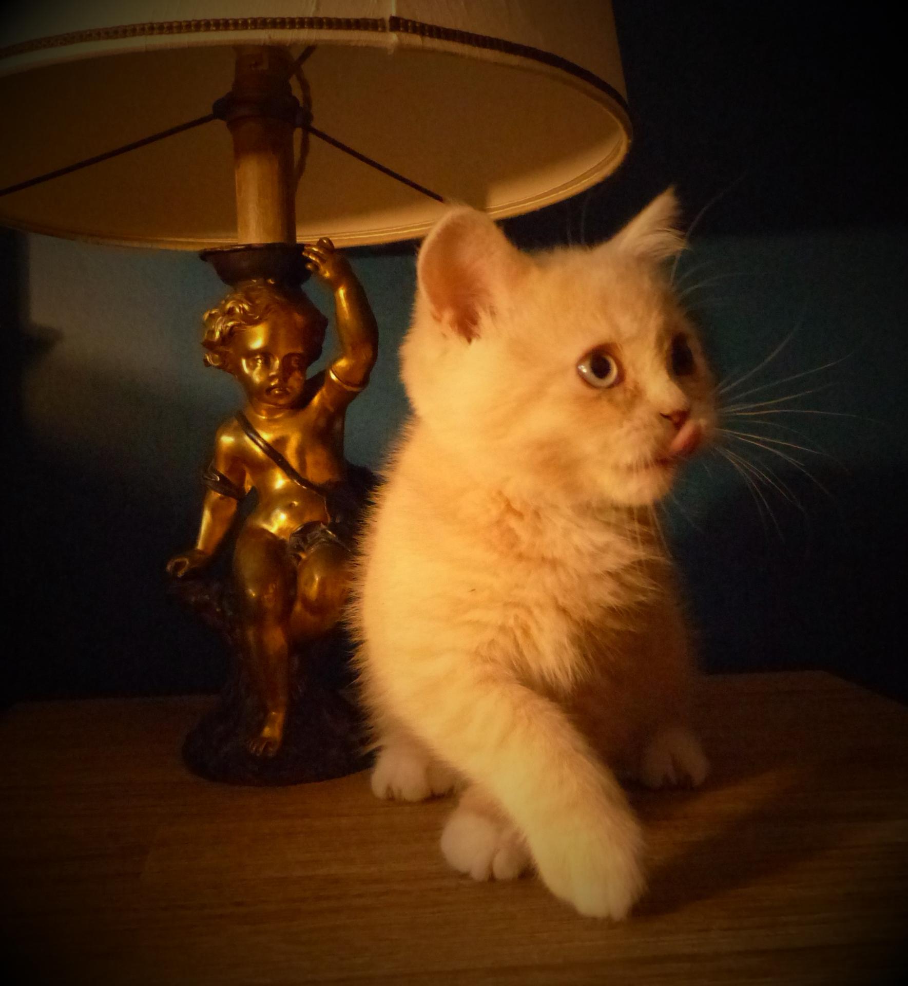 Simba