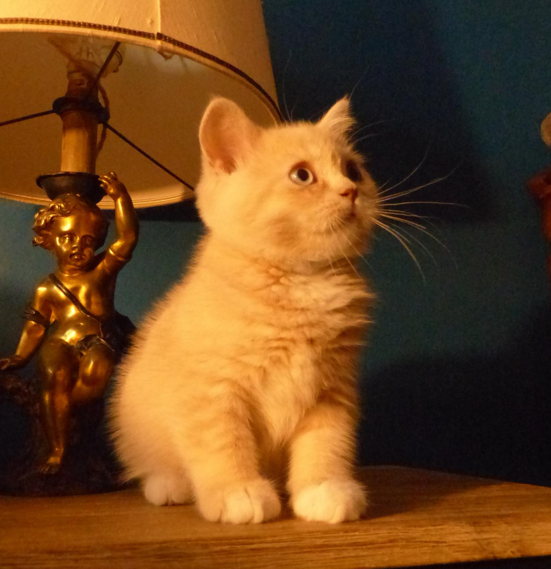Simba
