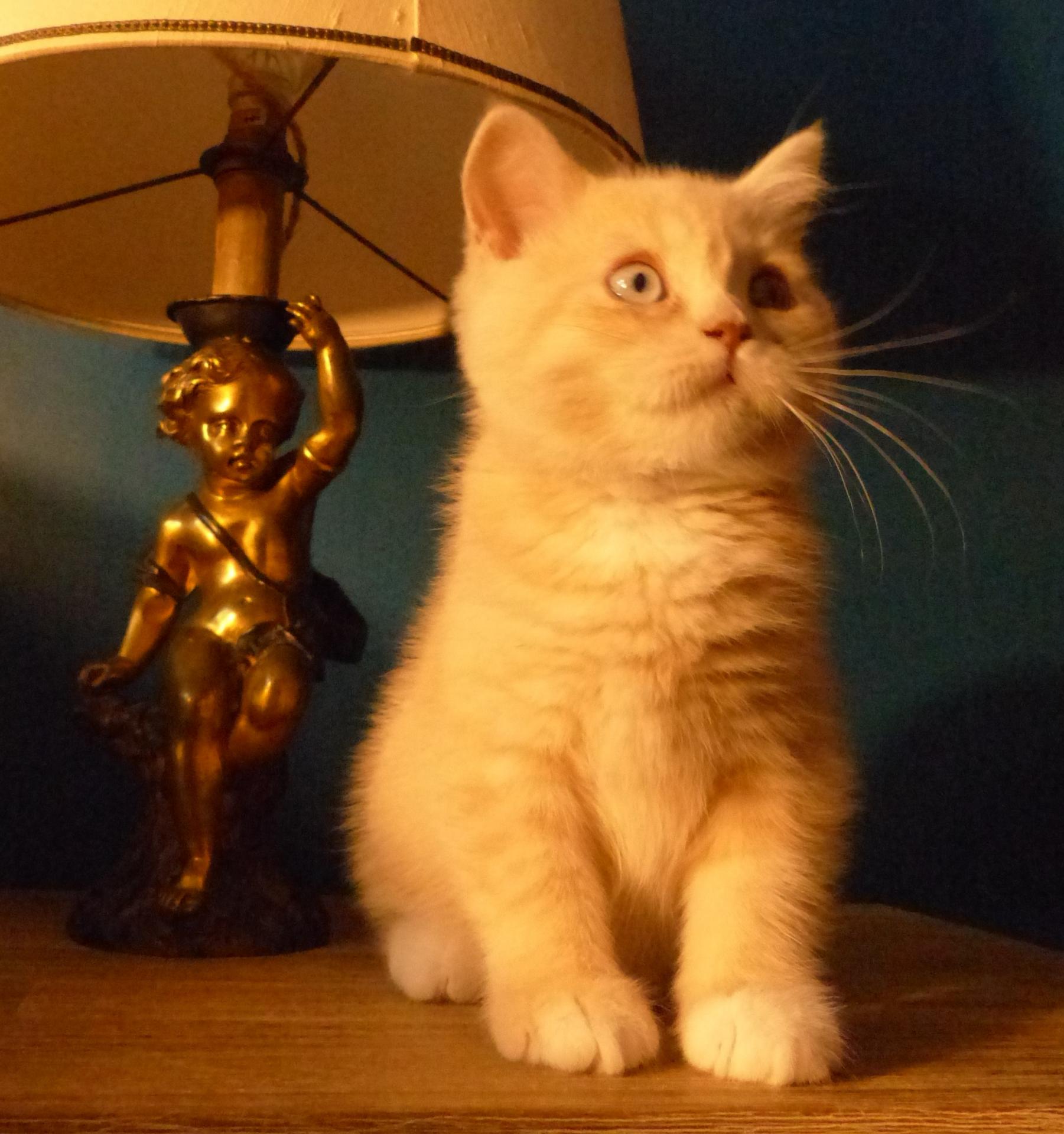 Simba
