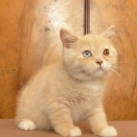 Simba