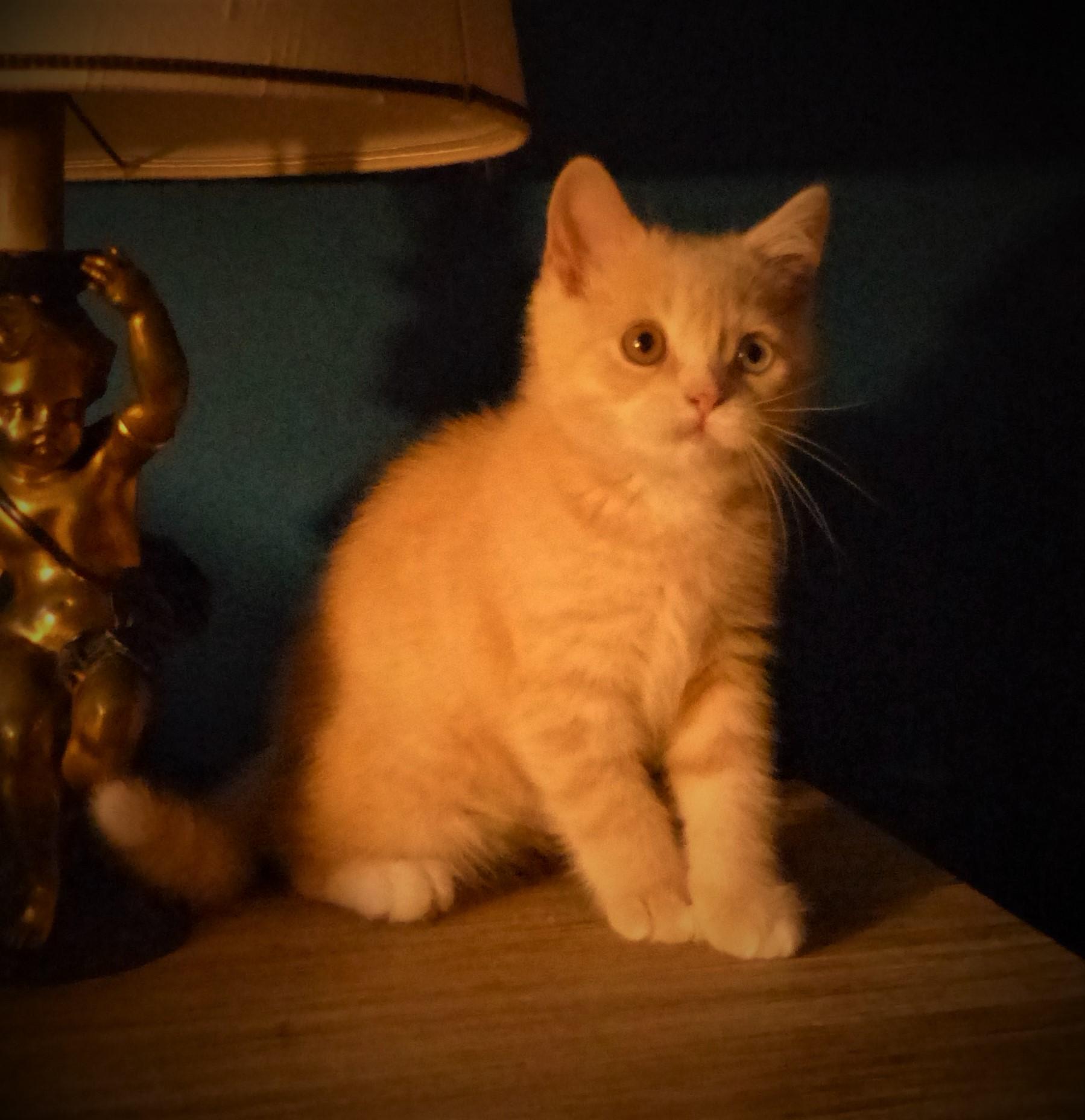 Simba