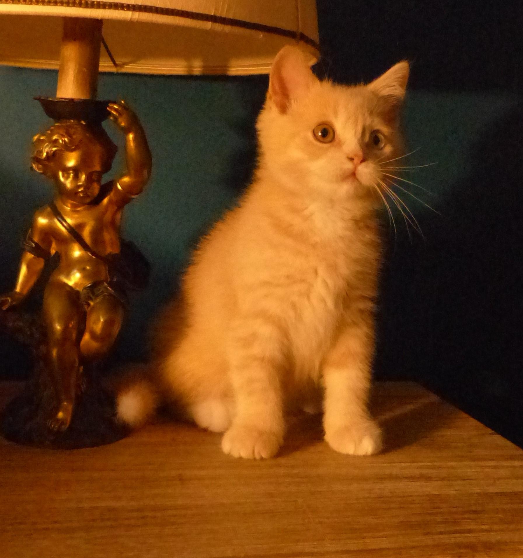 Simba