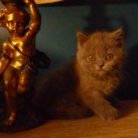 Sirius