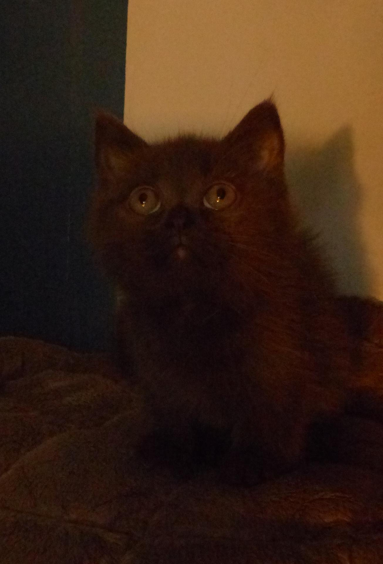 Socrate