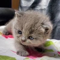 Tara British shorthair