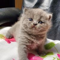 Tara British shorthair