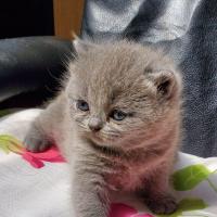 Tara British shorthair