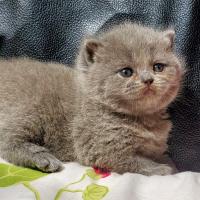 Tara British shorthair